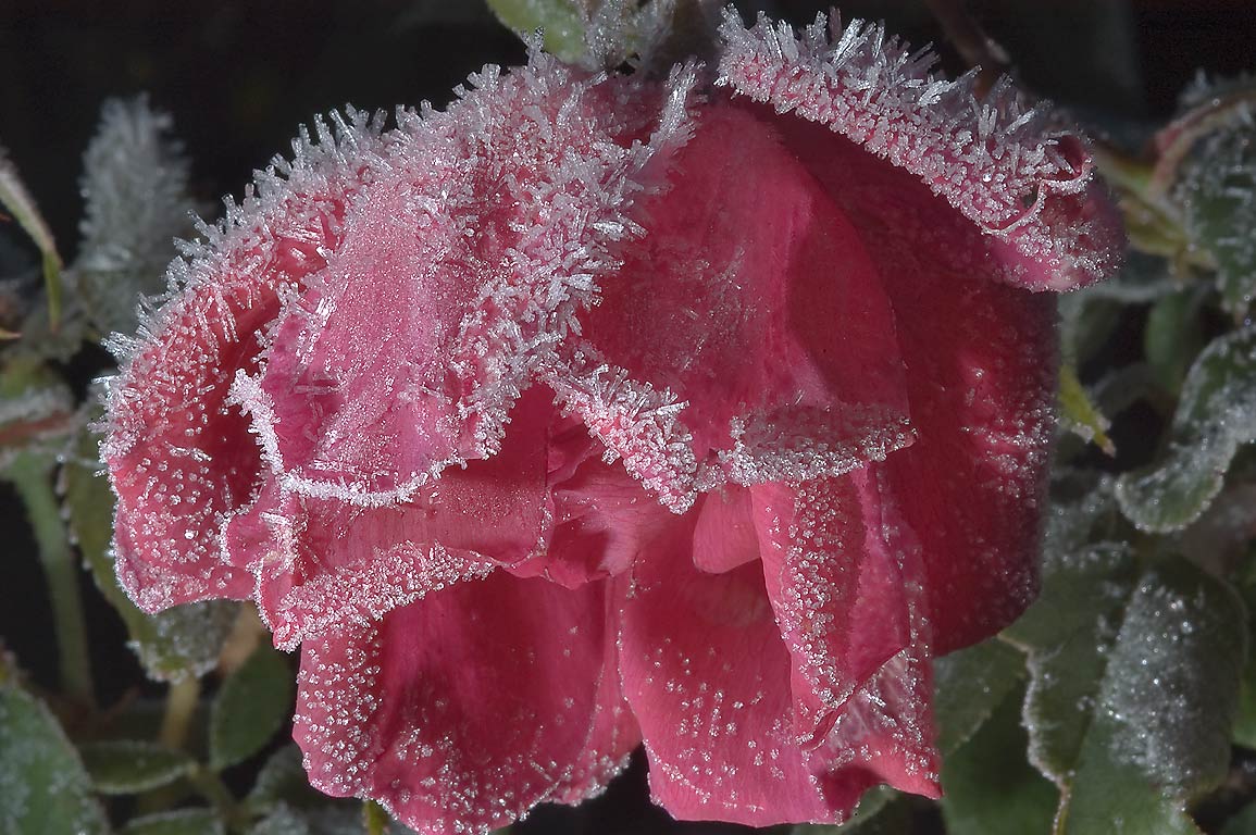 the frozen flower